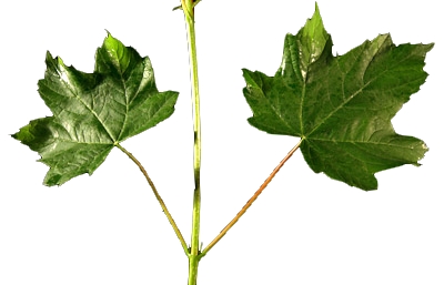 érable sycomore feuilles opposées par deux