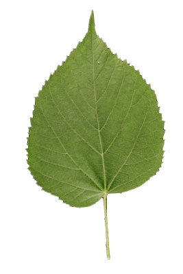  tilleul à grandes feuilles face
