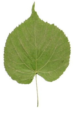  tilleul à petites feuilles face