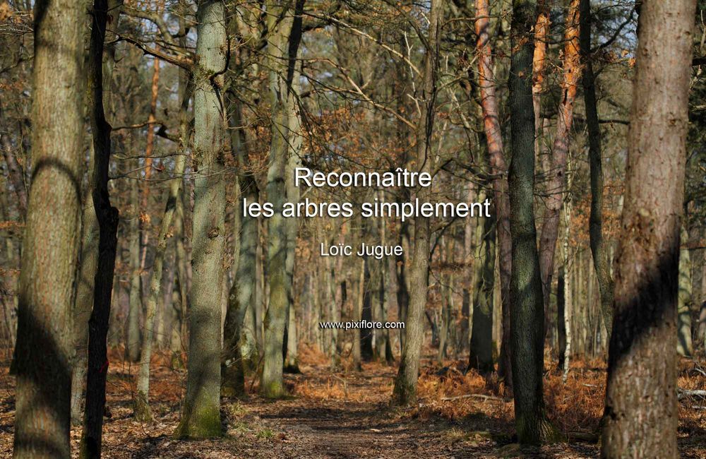 Reconnaître les arbres avec Loïc Jugue
