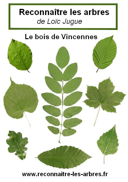 reconnaitre_les_arbres_du_bois_de_vincennes