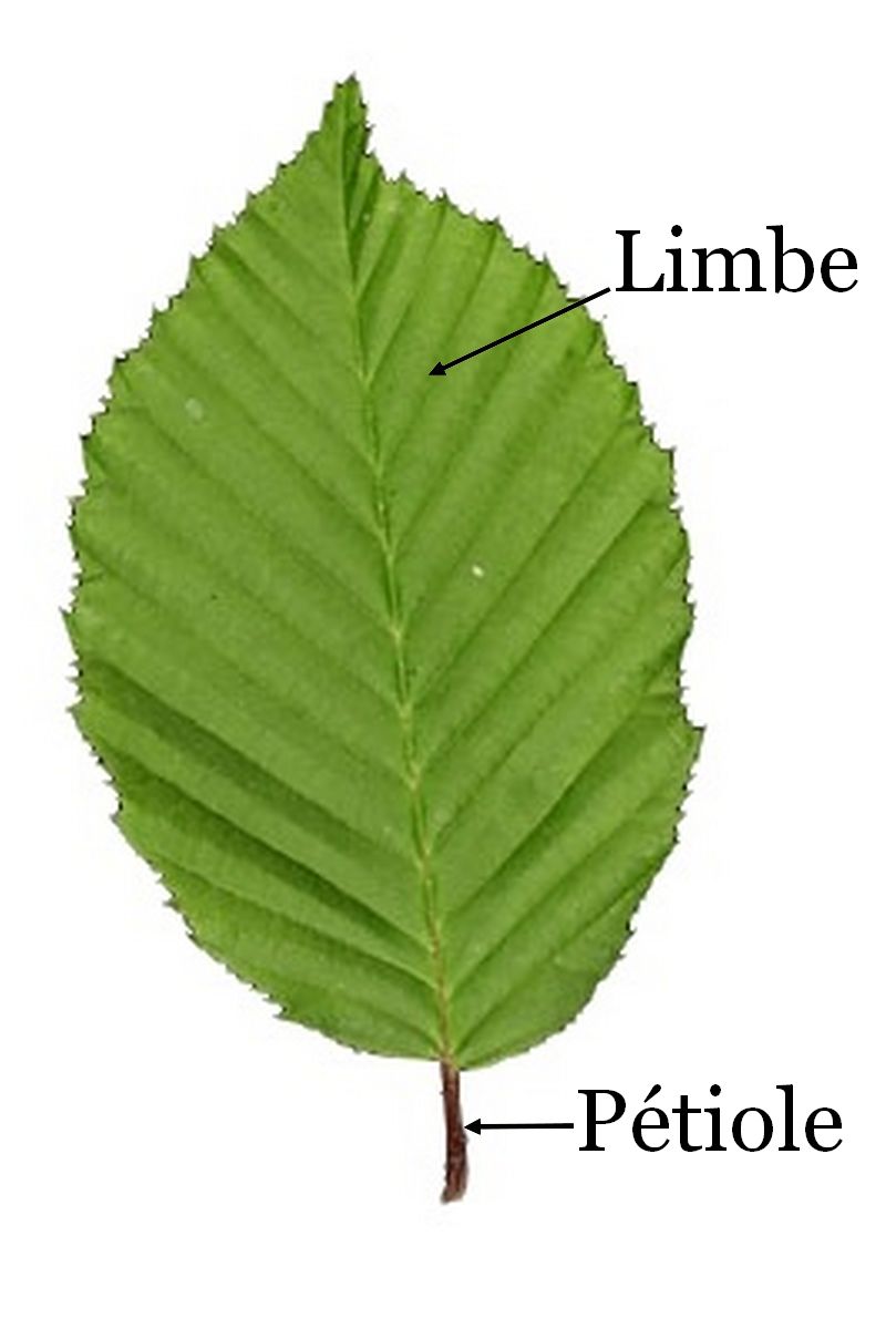 feuille de charme