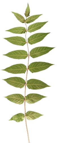 Feuille composée d'ailante