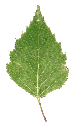 Feuille triangulaire d'un bouleau 