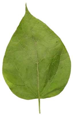 catalpa