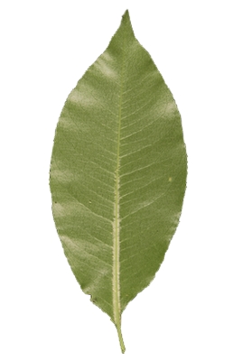  le cerisier tardif revers