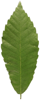 Feuille allongée et dentée d'un chataîgnier