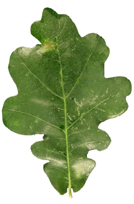 Feuille lobée d'un chêne pédonculé 