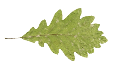 Feuille lobée d'un chêne sessile