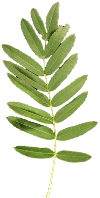 Feuille composée de cormier