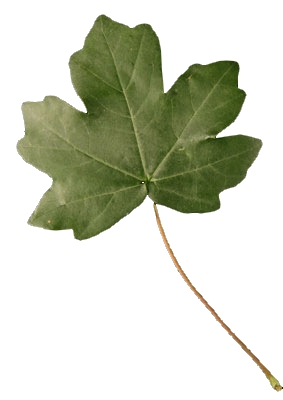 Petite feuille lobée d'un érable champêtre