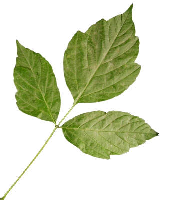 Feuille composée d'érable négundo