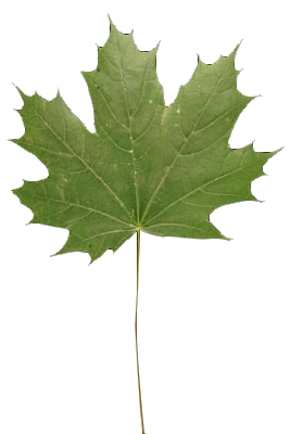 Feuille à longues dents d'un érable plane