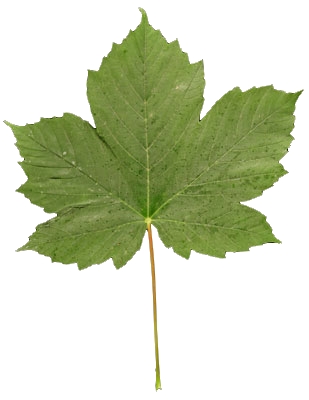 Feuille lobée et à petites dents d'un érable sycomore