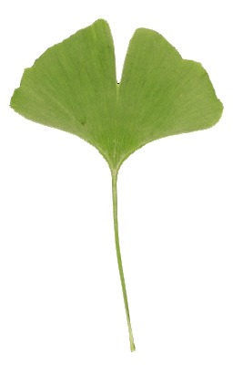 ginkgo