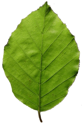 Feuille de hêtre à marge poilue.
