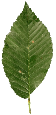 Feuille dissymétrique d'un orme