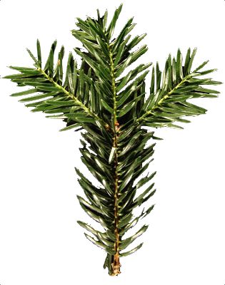 Aiguilles en brosse du sapin 