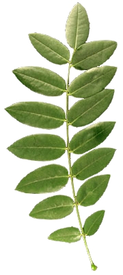 Feuille composée de sophora 