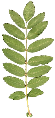 Feuille composée de sorbier des oiseaux 