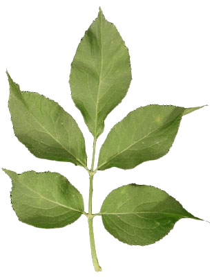 Feuille composée de sureau noir