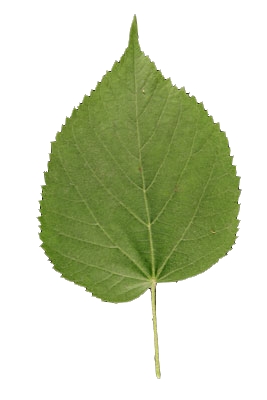 Feuille cordiforme d'un tilleul