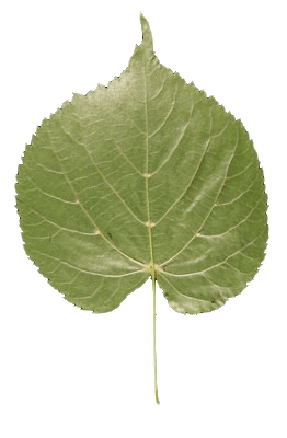  tilleul à petites feuilles revers