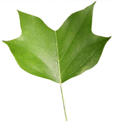 le tulipier de Virginie
