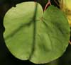 photos de feuilles
