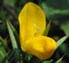 photos de fleurs 